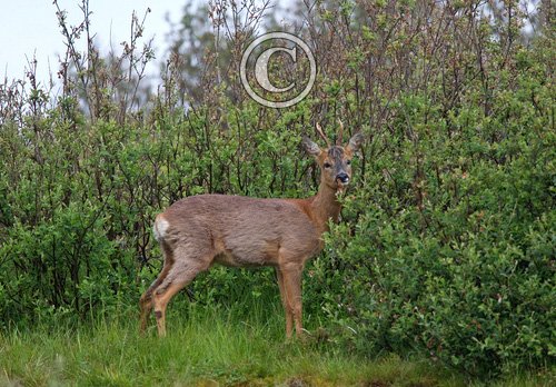 Roe Deer Buck DM1129